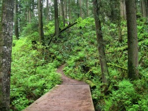 UBC Forest Trail